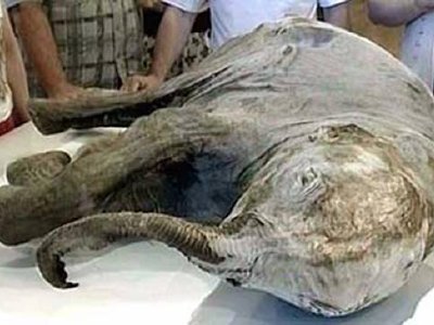 Marfil de mamut salva la vida de sus descendientes