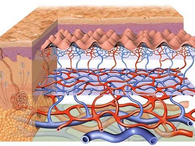 Científicos logran producir sangre usando piel humana