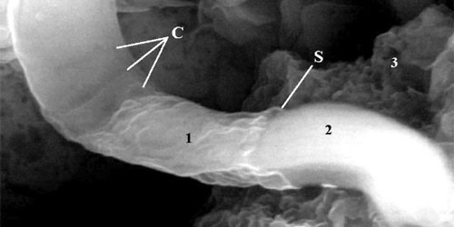 Meteorito: ¿Vida extraterrestre?