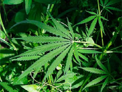 La Marihuana y el Girasol podrían ayudar a descontaminar Fukushima