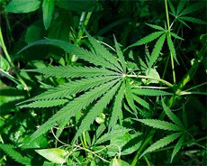 Cannabis Sativa