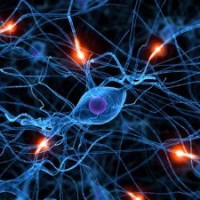 neurona