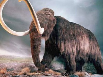 Científicos creen que el próximo año se podría crear un Mamut mediante clonación