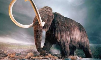 Científicos creen que el próximo año se podría crear un Mamut mediante clonación