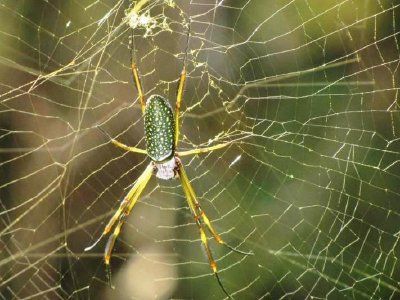 Tela de una araña podría extender la vida de las baterías de teléfonos móviles