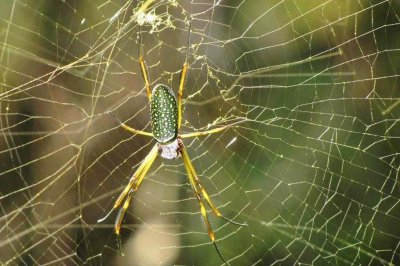 Tela de una araña podría extender la vida de las baterías de teléfonos móviles