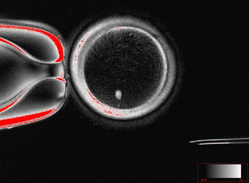 Imagen de células de piel humana transformándose en óvulos